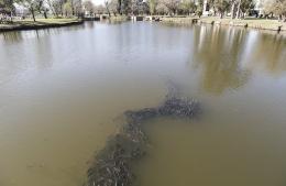 Crisis Ambiental en el Río Areco: Mortandad de Peces y Contaminación